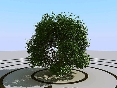 3d灌木植物球绿植模型