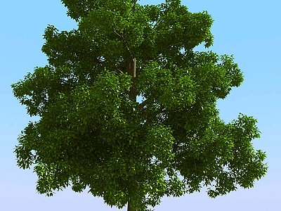 3d现代植物树模型