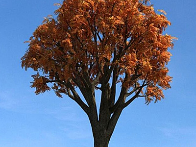 秋季景观树模型