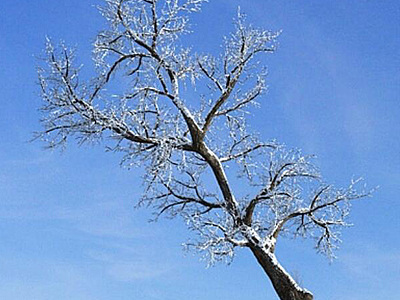 雪景树枯树干枝模型