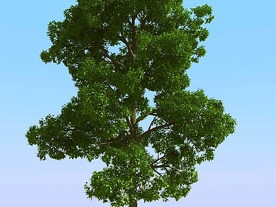 3d现代景观植物树模型