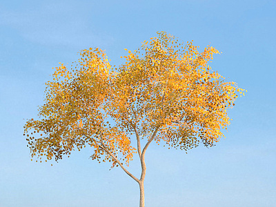 3d现代秋季黄树叶景观树,模型