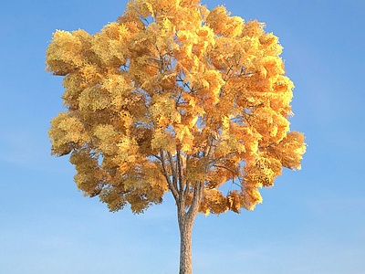 3d秋季黄树叶景观树模型