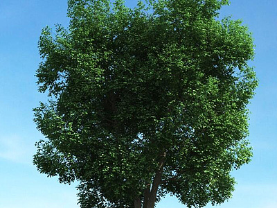 3d夏季树景观树模型