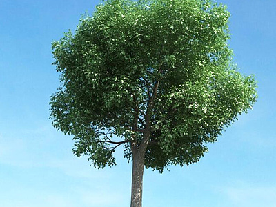 夏季树景观树模型3d模型