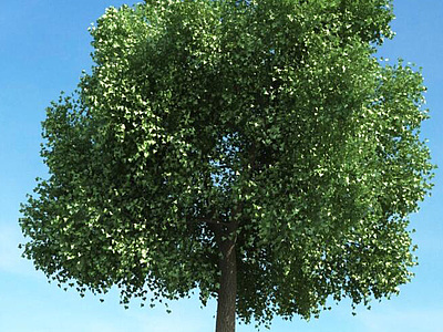 3d夏季树景观树模型