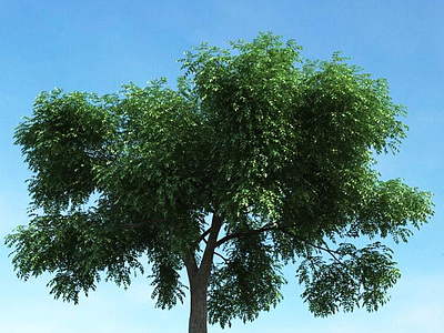 夏季树景观树模型3d模型