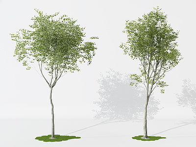 3d景观植物树模型