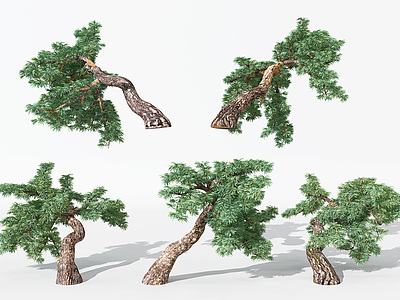 现代景观植物松树模型3d模型
