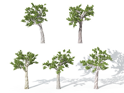 3d现代园林景观植物松树模型