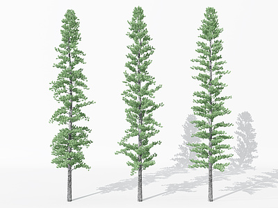 景观植物树松柏树针叶模型