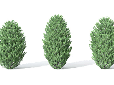 3d景观植物树松柏树针叶植模型