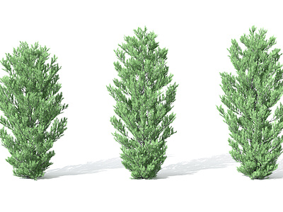 景观植物树松柏树针叶植物模型3d模型