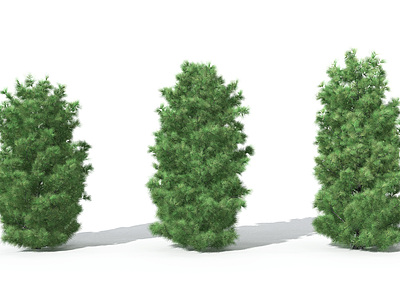 景观植物树松柏树针叶植物模型