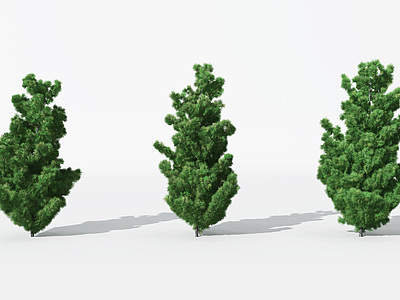 景观植物树松柏树针叶植物模型