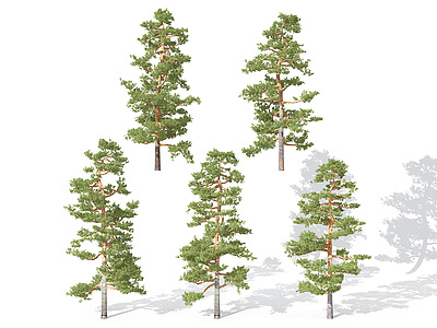 景观植物树松树针叶植物模型3d模型