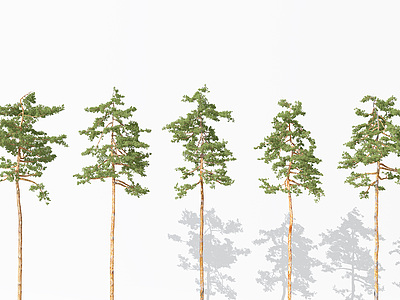 景观植物树松树针叶植物模型3d模型