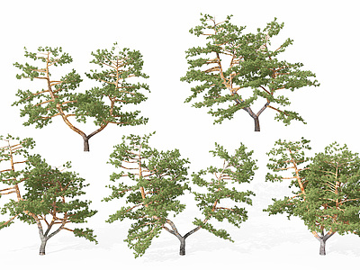 现代景观植物树模型
