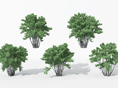 现代景观针叶植物树模型