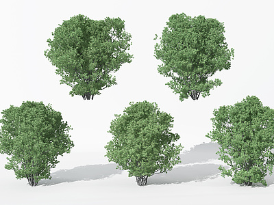 现代景观植物树松树模型3d模型