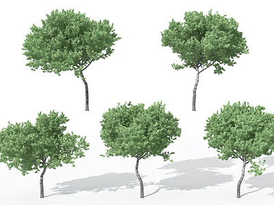 现代景观植物树松树模型