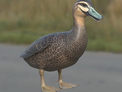 3d太平洋黑鸭动物模型