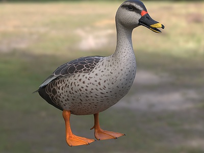 印度斑嘴鸭生物动物模型