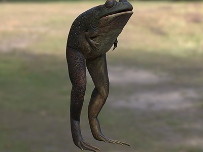 3d爱兰青蛙拉夫兰青蛙模型