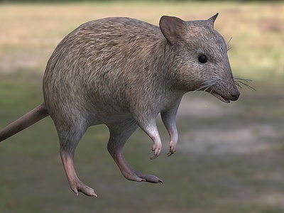长鼻袋鼠动物模型