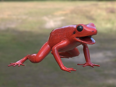 3d黑耳曼蛙曼蛙科曼蛙属动物模型