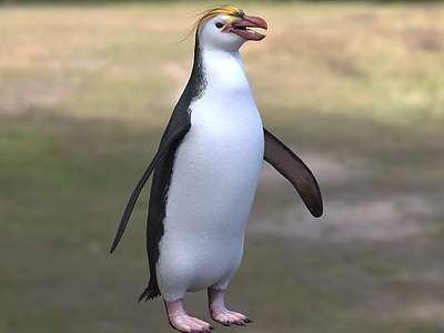 3d皇室企鹅白颊黄眉企鹅模型