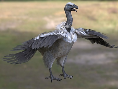 3d南非兀鹫鹰科兀鹫鸟类模型