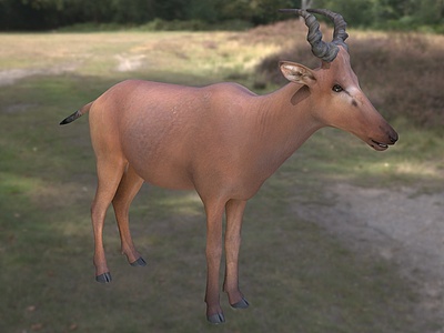 西方羚羊动物模型3d模型
