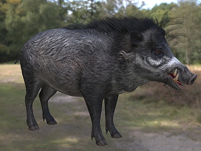 3d米沙鄢野猪模型