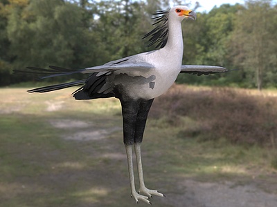 3d鹫蜿鹫鸟射手鸟动物模型