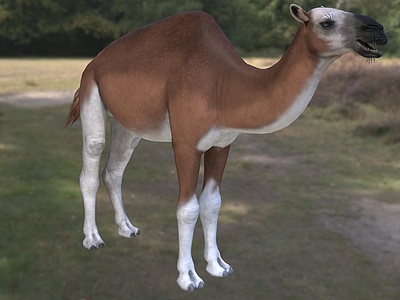3d北美骆驼动物模型