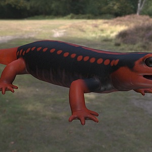 红瘰疣螈3d模型