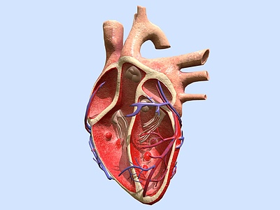3d心脏解剖模型医用器材心脏模型