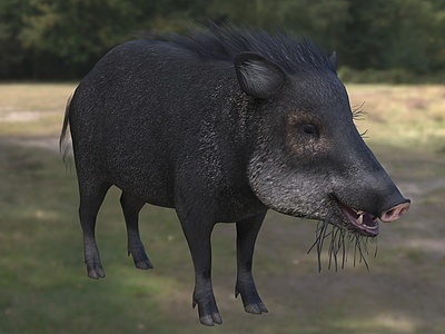 3d白唇西猯野猪野生动物生物模型