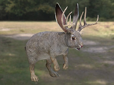 3d鹿角兔子动物模型