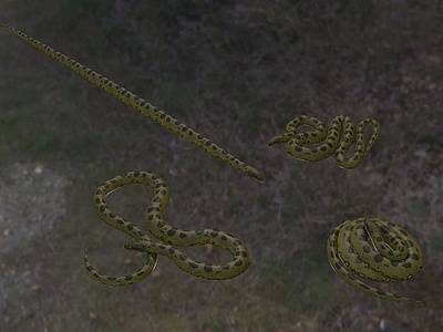 3d绿森蚺绿水蟒蛇冷血动物模型