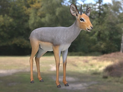 3d非洲小羚羊野生动物生物模型
