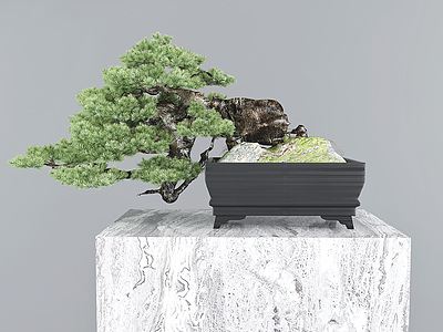 3d新中式松树盆栽盆景模型