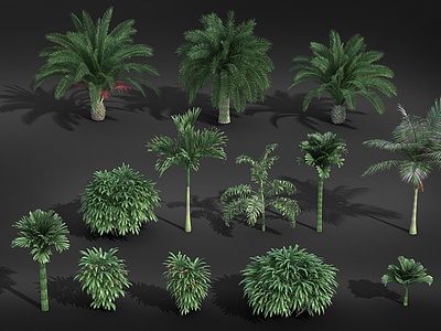 3d常绿热带树模型