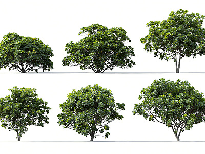 3d树大琴叶榕模型