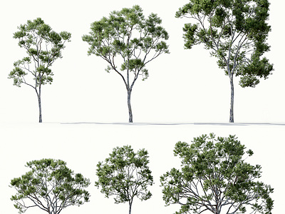 3d树绿植模型