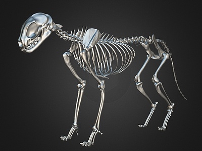 3d爬行动物爬行动物骨骼骨架模型