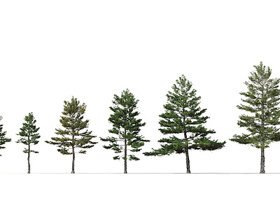 3d现代树木模型