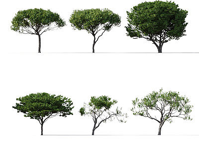 3d现代树木五针松模型