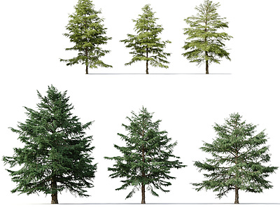3d现代树木雪松模型